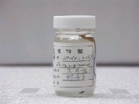 藏品(黃邊鰭裸胸鯙)的圖片